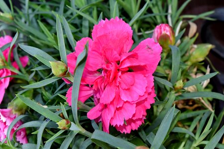 Carnation pink flower photo