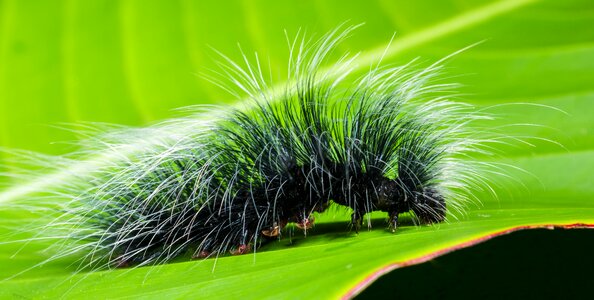 Prickly hairy close up photo