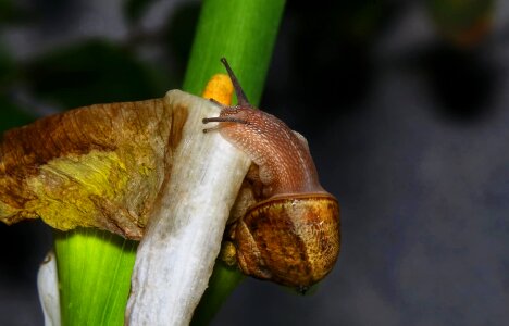 Animal detail entomology photo