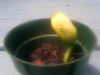 Bean flora love