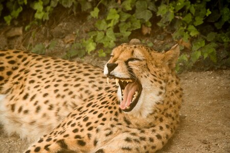 Carnivores africa kenya