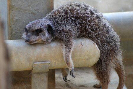 Meerkat animal zoo