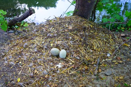 Nest swan's nest scrim