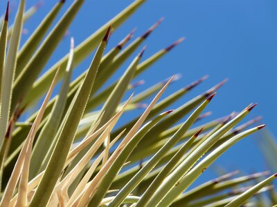 Agave cactus leaves