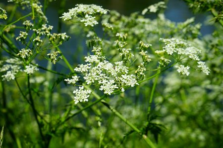 Anthriscus sylvestris chaerophyllum sylvestre cow parsley