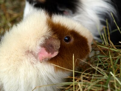 Cute rodent small animals