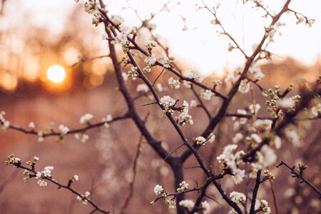 Twigs blooming tree sunset photo
