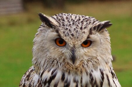 Eurasian eagle siberian owl lighted eyes view photo