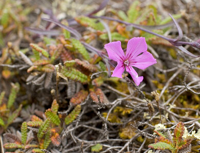 Blooming plants  in Alaska