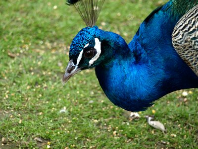 Nature head pavo cristatus