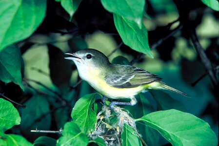 Bells bird vireo