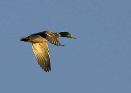 Mallard flying photo