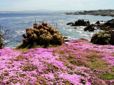 Flower-lined ocean walk at Pacific Grove, California photo