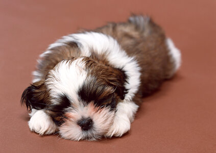 cute bichon havanese puppy photo