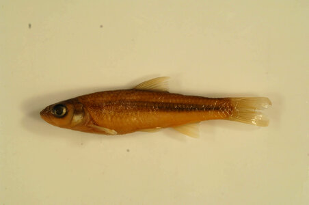 Notropis blennius-1
