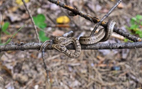 Reptile venomous wildlife