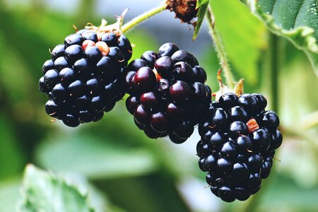 Blackberries