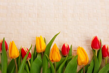Colorful decoration flora