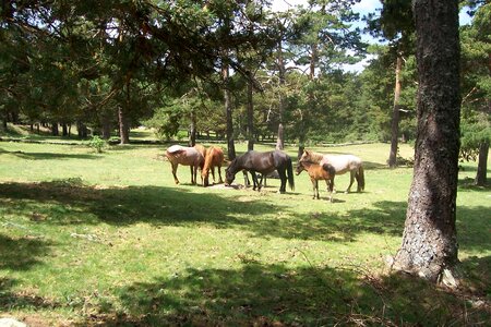 Forest grazing horses photo