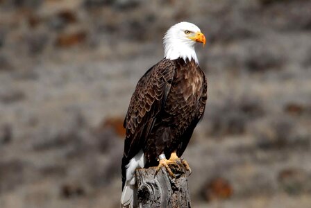 Eagle birds animals
