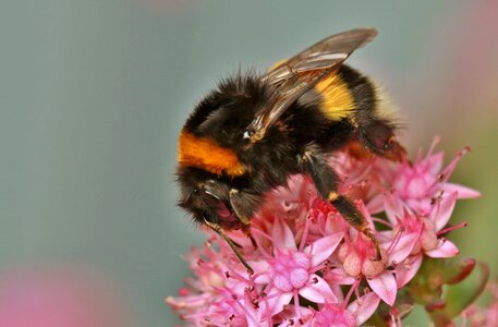 Animal arthropod beautiful