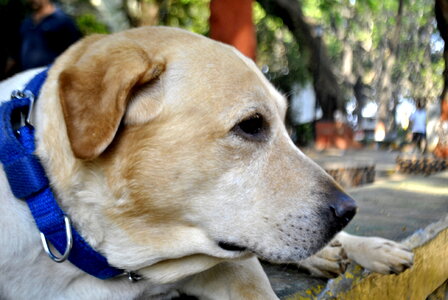 Dog Labrador photo
