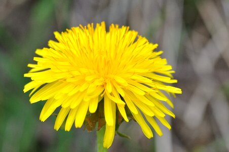 Blossom bloom yellow photo