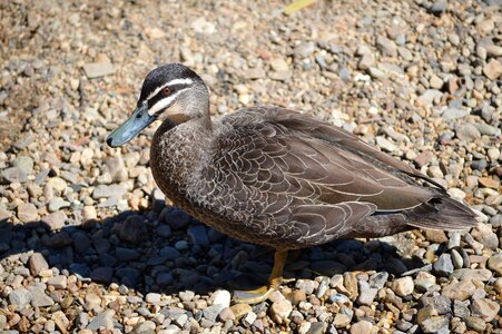 Wildlife bill beak photo