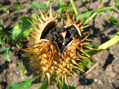 Weed plant botany