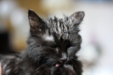 Black wet clean