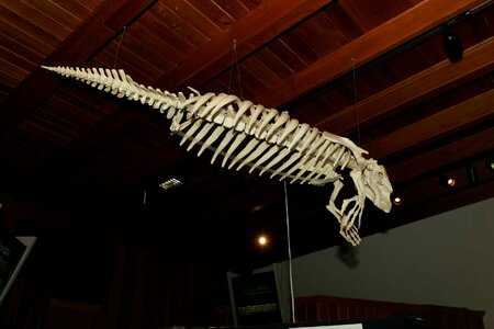 Skeleton Trichechus manatus 