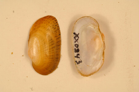Epioblasma brevidens-2