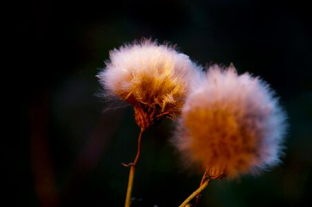 Beautiful Flowers dark darkness
