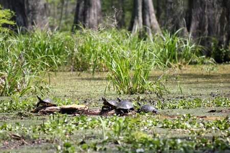 Reptile wildlife marshes