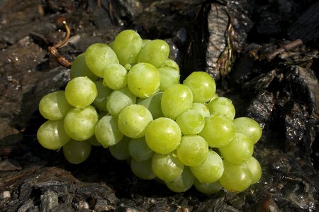 Table grapes vitamins healthy