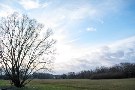 Blue tree clouds nature