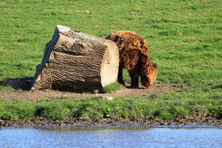 Nature livestock landscape photo