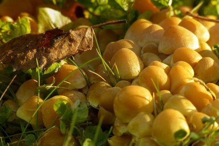 Wild mushrooms toxic sunlight photo