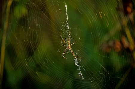 Animal nature wildlife