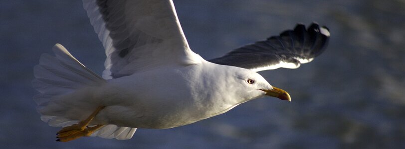 Animal white wild photo