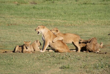 Lions africa animals photo