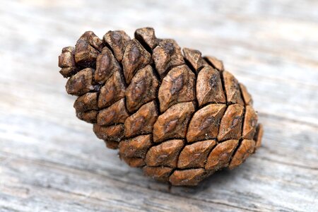 Close-Up light brown seed photo