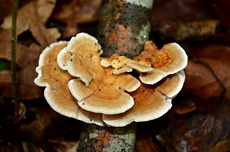 Flora fungus grass