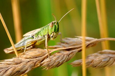 Animal arthropod beautiful image photo