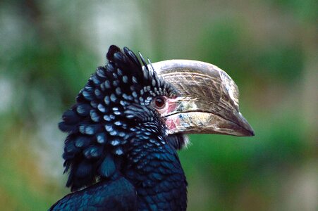 Wildlife exotic portrait