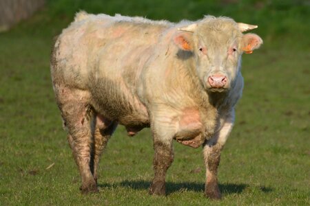 Animal beef nature