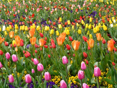 Tulpenbluete colorful colourful