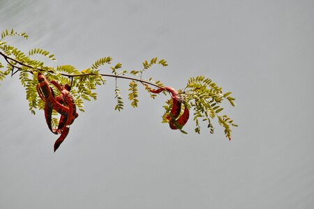 Tree plant leaf