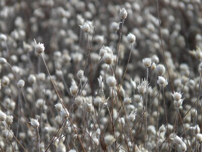Cultivation blossom bloom