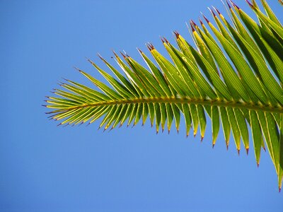 Sky green leaf